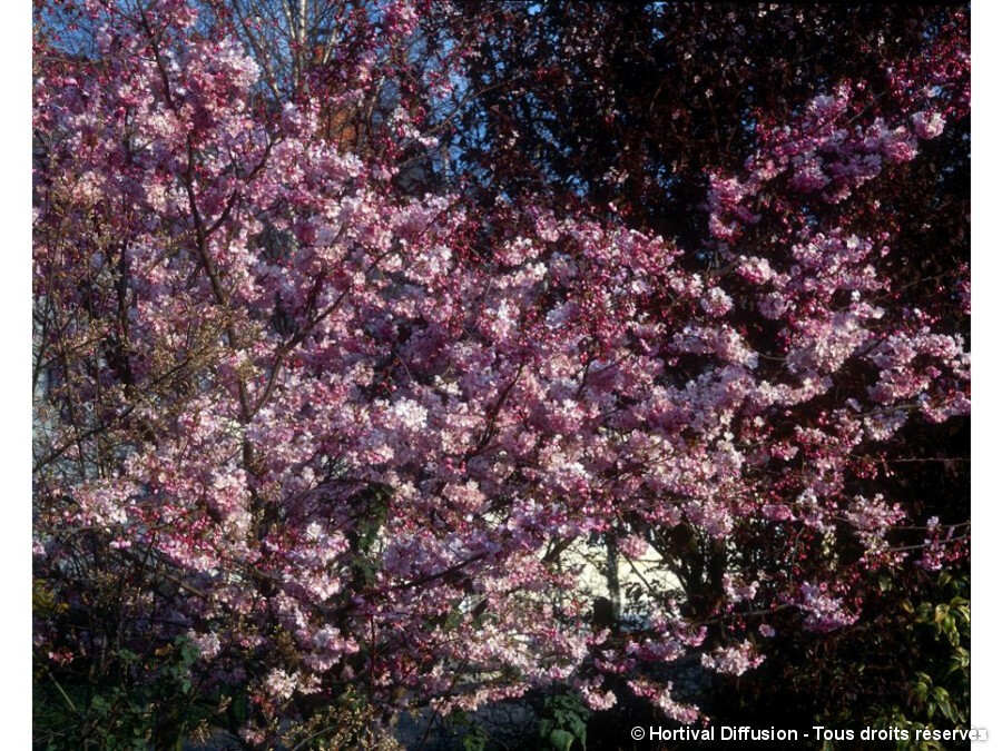 Cerisier D Hiver Du Japon Autumnalis Rosea