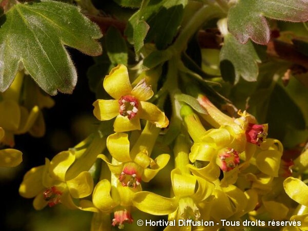 Groseillier à fleurs doré