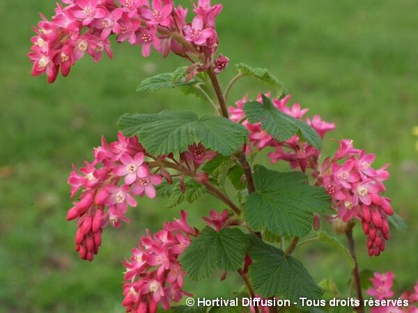 Groseillier à fleurs Pulborough Scarlet Selection