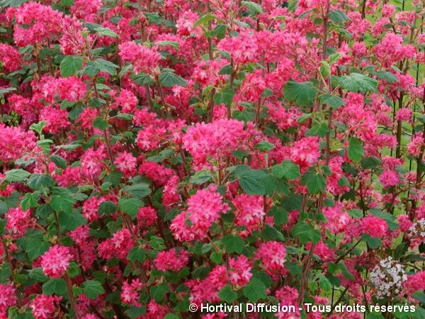 Groseillier à fleurs RED BROSS®