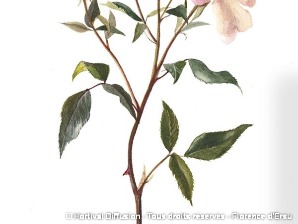 Rosier de Chine MUTABILIS