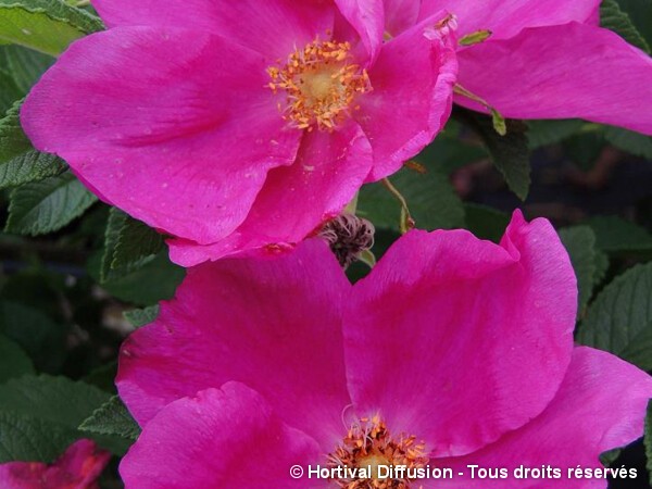 Rosier rugueux ANGELIA® EGLANTINE, Rosier du Japon