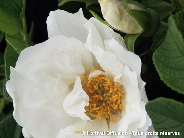 Rosier rugueux ANGELIA® WHITE, Rosier du Japon