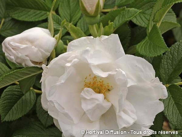 Rosier rugueux Dame Blanche