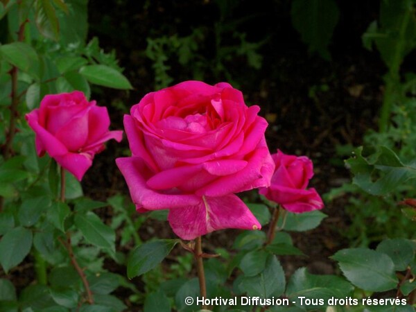 Rosier à grandes fleurs Criterion