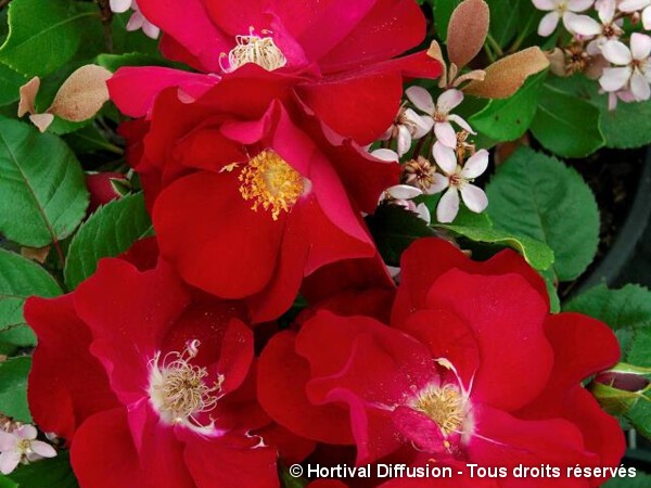 Rosier paysager CYCLOON®