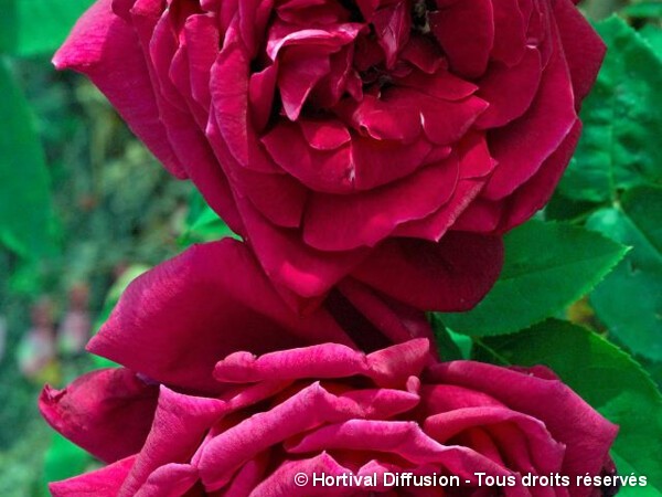 Rosier à grandes fleurs Ernest H. Morse