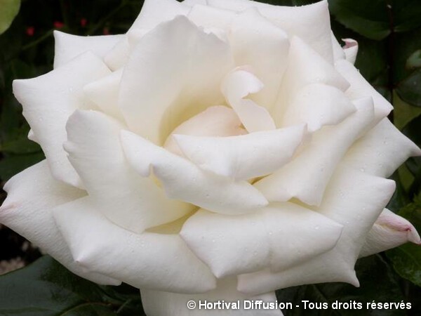 Rosier à grandes fleurs GALAHAD®