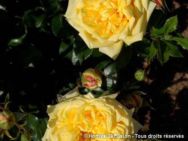 Rosier à fleurs groupées Golden Delight