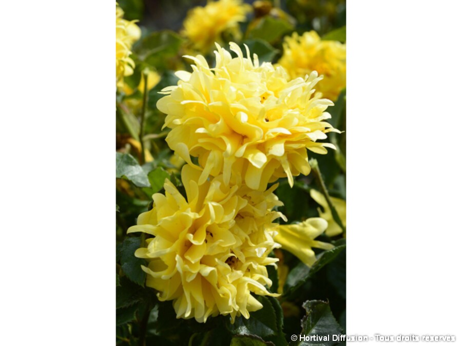 Rosier à fleurs groupées GOLDEN LADY RUFFLES® | Silence, ça pousse