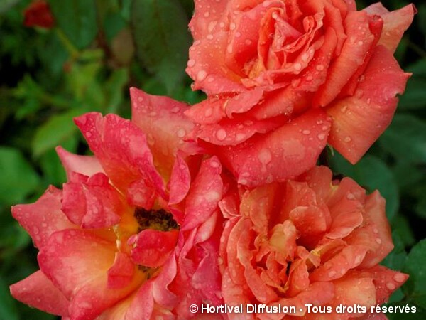 Rosier à grandes fleurs Hommage d'Anjou