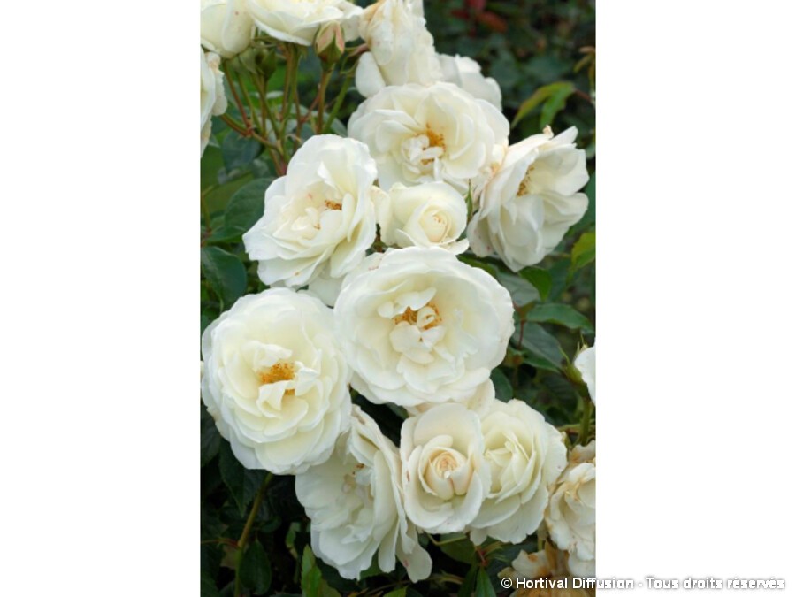Rosier à fleurs groupées Iceberg=Fée des neiges | Silence, ça pousse