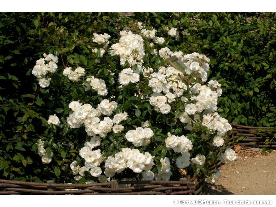 Rosier à fleurs groupées Iceberg=Fée des neiges | Silence, ça pousse