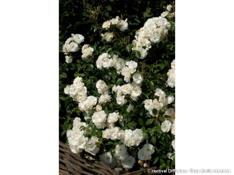 Rosier à fleurs groupées Iceberg=Fée des neiges | Silence, ça pousse