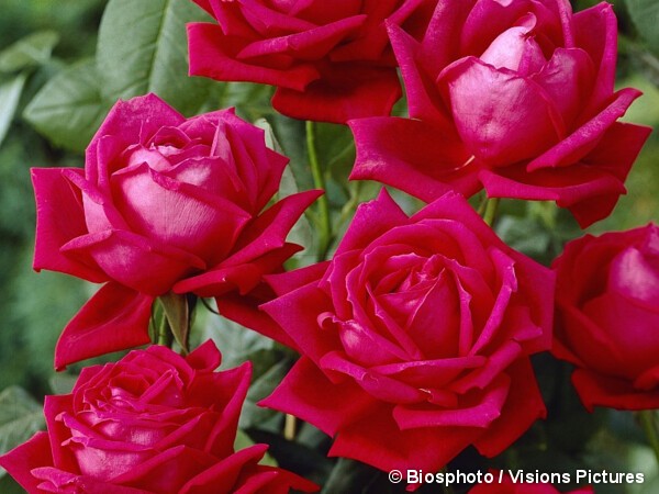 Rosier à grandes fleurs Karl Herbst