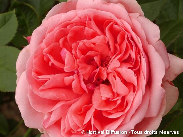 Rosier à fleurs groupées Kimono