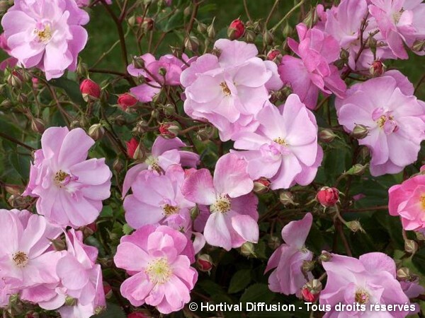 Rosier paysager LAVENDER DREAM®