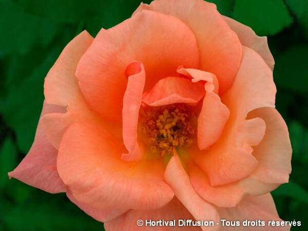 Rosier à grandes fleurs Louis Bernard