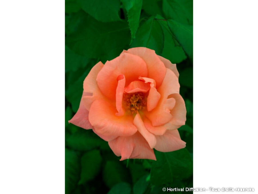 Rosier Mythique® 'Tan04603' - Rosier buisson parfumé