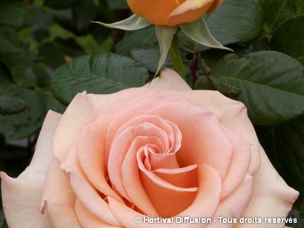 Rosier à grandes fleurs MARILYN MONROE®