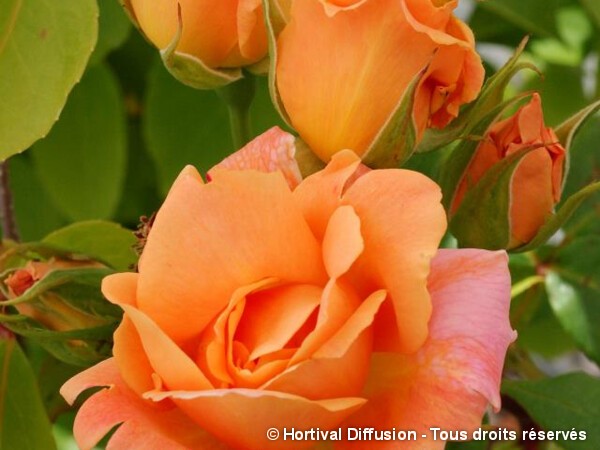 Rosier à grandes fleurs Michele Meilland
