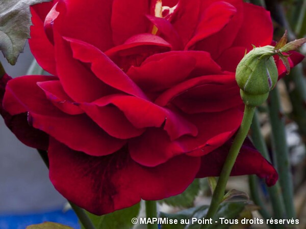 Rosier à grandes fleurs Mister Lincoln