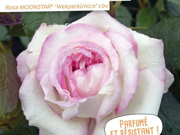 Rosier à grandes fleurs MOONSTAR®