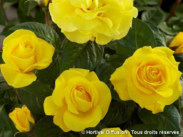 Rosier à fleurs groupées NOCES D'OR®