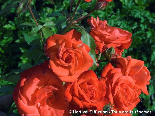 Rosier à fleurs groupées Orange Sensation