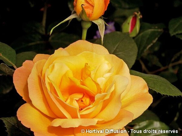 Rosier à grandes fleurs ORIENTALIA®