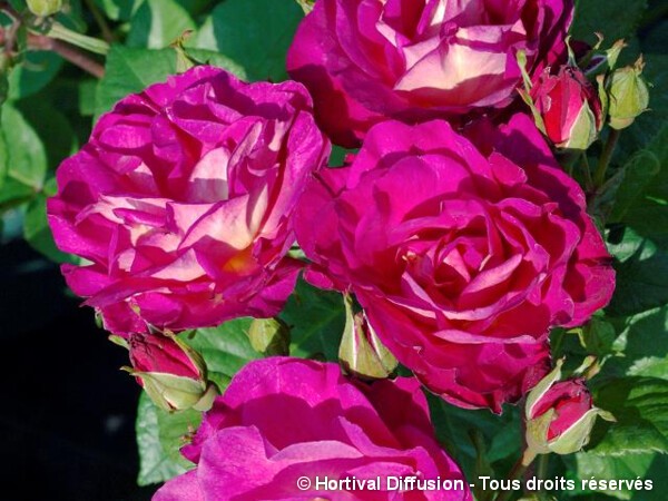 Rosier à fleurs groupées OUTTA THE BLUE®