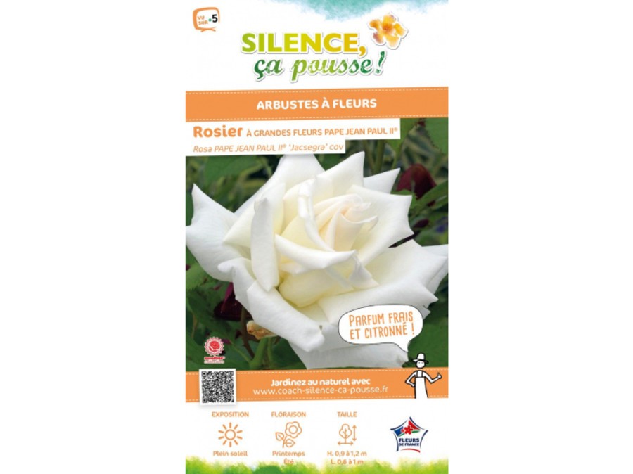 Rosier à grandes fleurs PAPE JEAN PAUL II® Silence, ça pousse