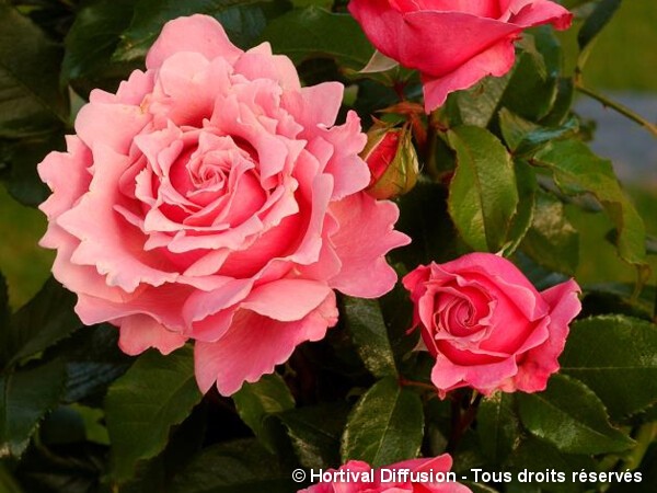 Rosier à grandes fleurs PARFUM DE LIBERTE®