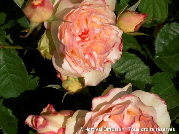 Rosier à fleurs groupées PERFUME KISSES®
