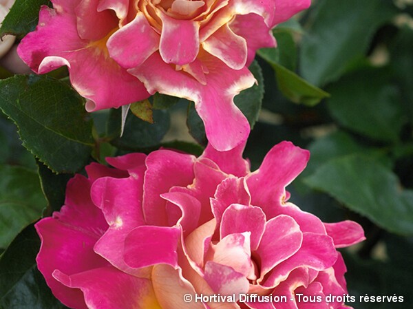 Rosier à fleurs groupées PINK LADY RUFFLES®