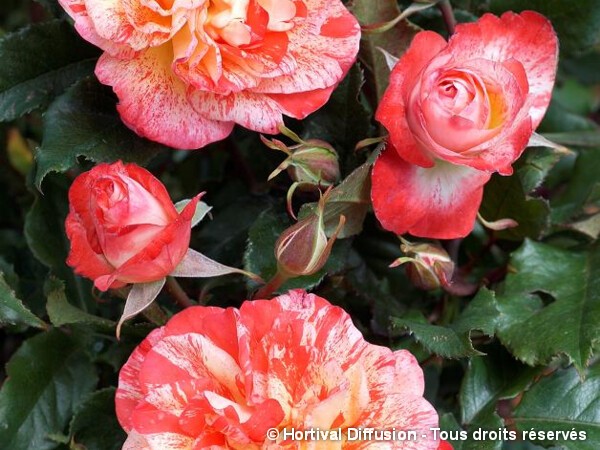 Rosier à fleurs groupées PUNCH®