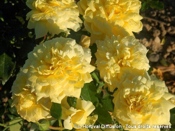 Rosier à grandes fleurs Quebec=Mme Marie Curie
