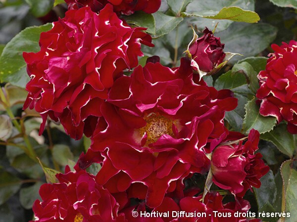 Rosier à fleurs groupées RED LADY RUFFLES®