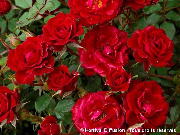 Rosier paysager RUBY PIN'S®