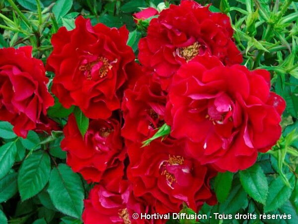 Rosier paysager RUBY RUBY®