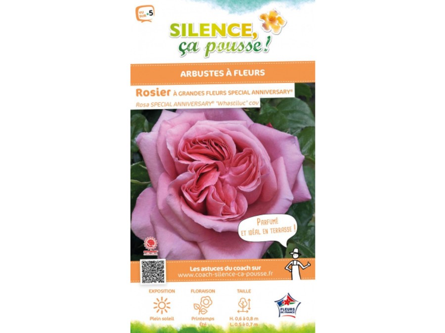 Rosier A Grandes Fleurs Special Anniversary Silence Ca Pousse