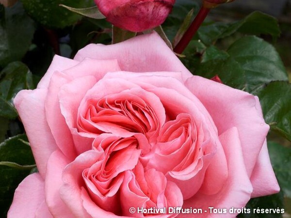 Rosier à grandes fleurs SPECIAL ANNIVERSARY®