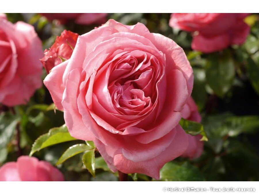 Rosier A Grandes Fleurs Special Anniversary Silence Ca Pousse Rosier A Grandes Fleurs Special Anniversary Silence Ca Pousse