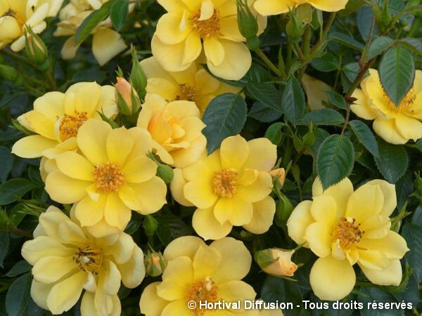 Rosier paysager SUNNY PIN'S®
