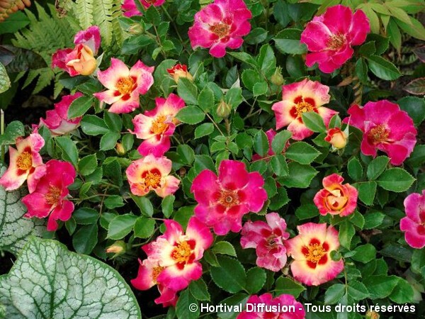 Rosier paysager SUNSHINE BABYLON EYES®