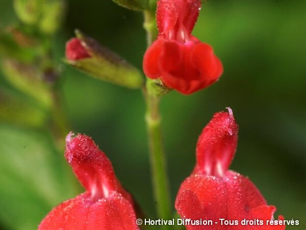 Sauge vivace - SALVIA 'Grahamii red' - Fleurir son jardin