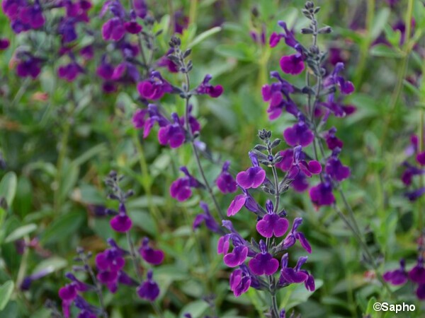 Sauge Hybride à petites feuilles Violette de Loire