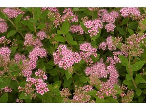 Spirée du Japon Little Princess Spirée du Japon Little Princess