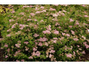 Spirée du Japon Little Princess Spirée du Japon Little Princess