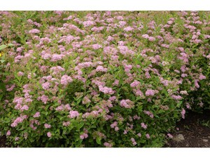 Spirée du Japon Little Princess Spirée du Japon Little Princess